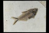 Fossil Fish (Diplomystus) - Green River Formation #117142-1